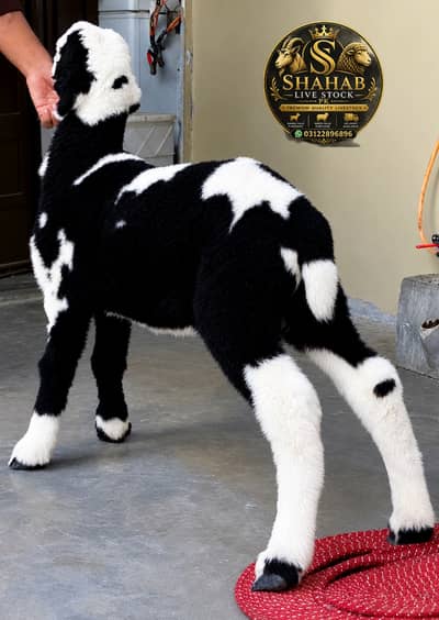 Black Mundry Dumby /sheep /chatry– Healthy & Active Pair