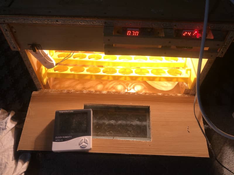 Egg Incubator 1