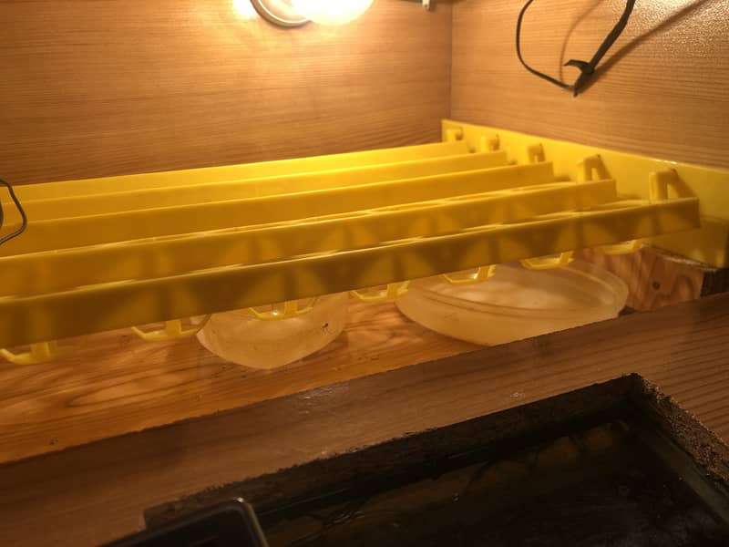 Egg Incubator 2