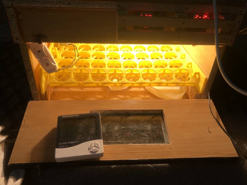 Egg Incubator 5