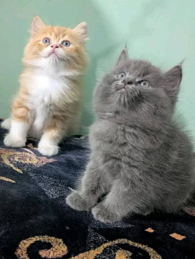 Persian kittens | Persian Cat | 3 Cote | Wtsp 03Í2 me 6762Ö3I