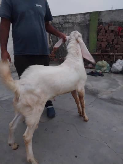 Rajanpuri Breeder Male For Sale