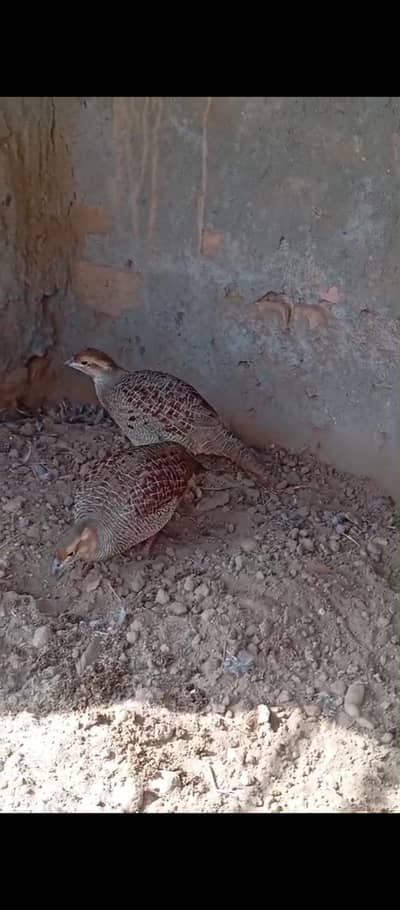 Dhkani female for sale