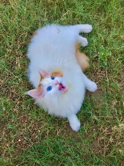 Beautiful persian cat