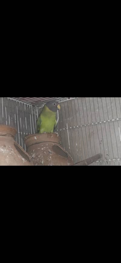 plum head female hay
