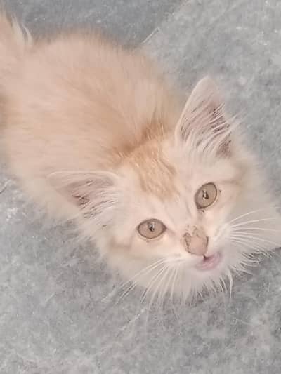 percian cat friendly