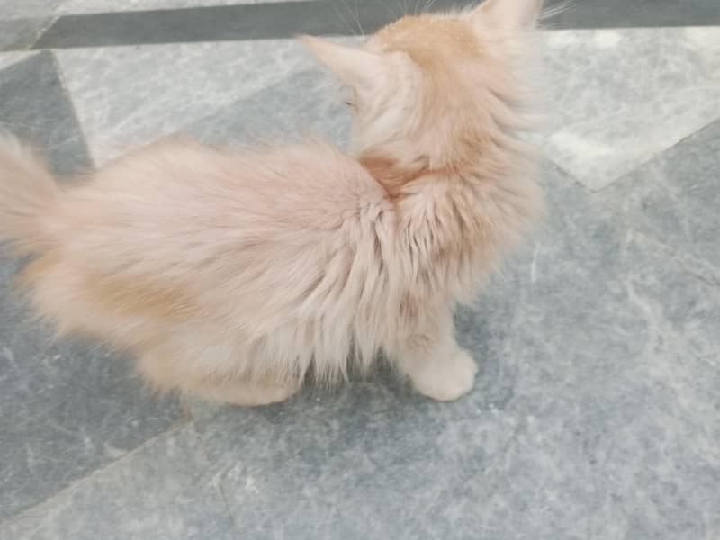 percian cat friendly 1