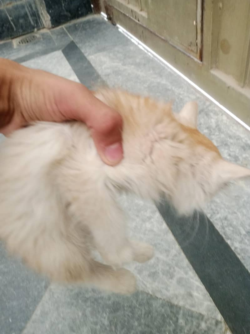 percian cat friendly 2