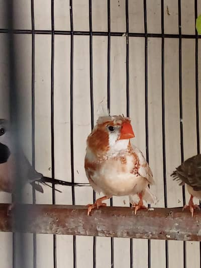 Exibition Lutino Goldian/Crusted Orange Finch