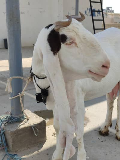 Gulabi Bakri for Sale
