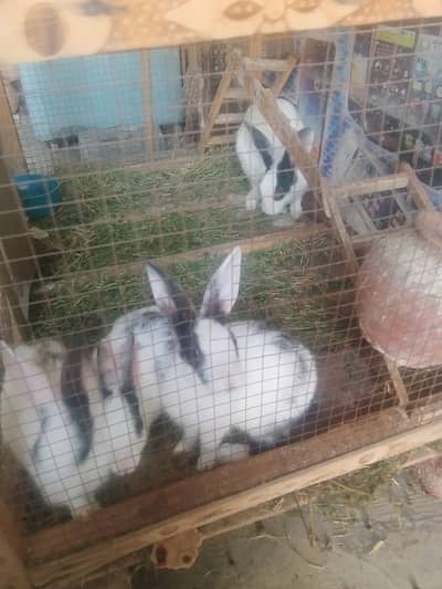Rabbit for Sale – 1 Female with 3 Babies