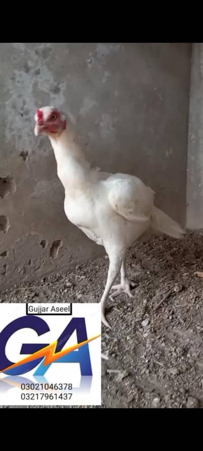 heera aseel pathi 03217961437