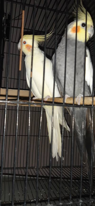 Tamed imported coctail