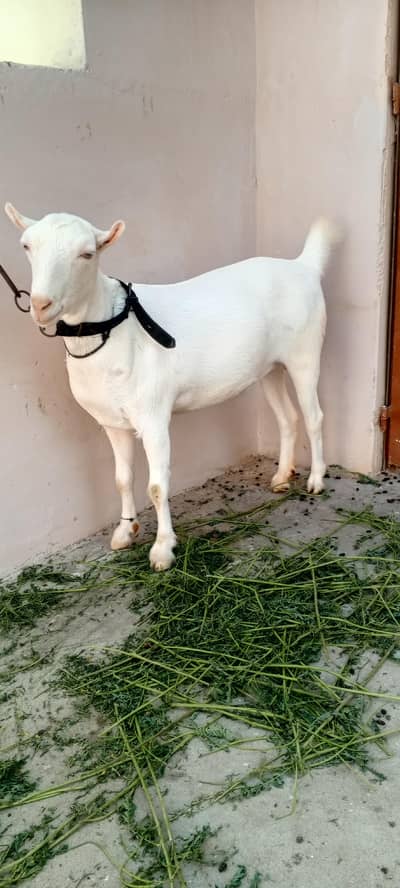 Pointed teddy female 1.5 months gabban
