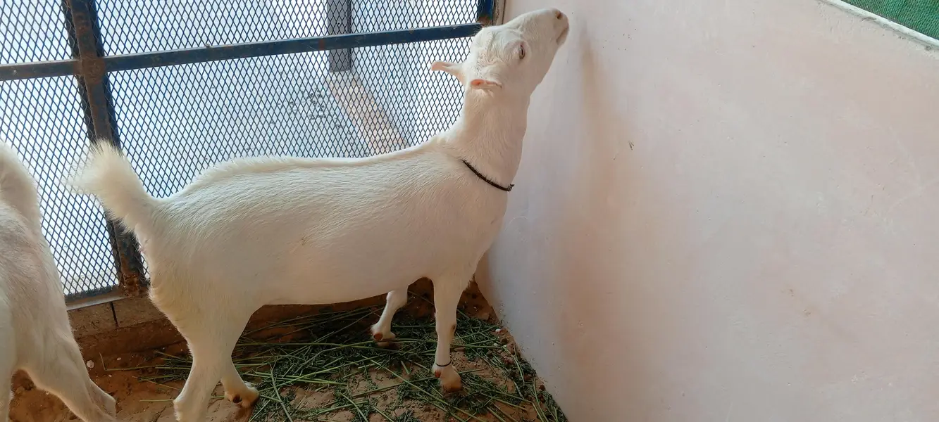 Pointed teddy female 1.5 months gabban — photo 2