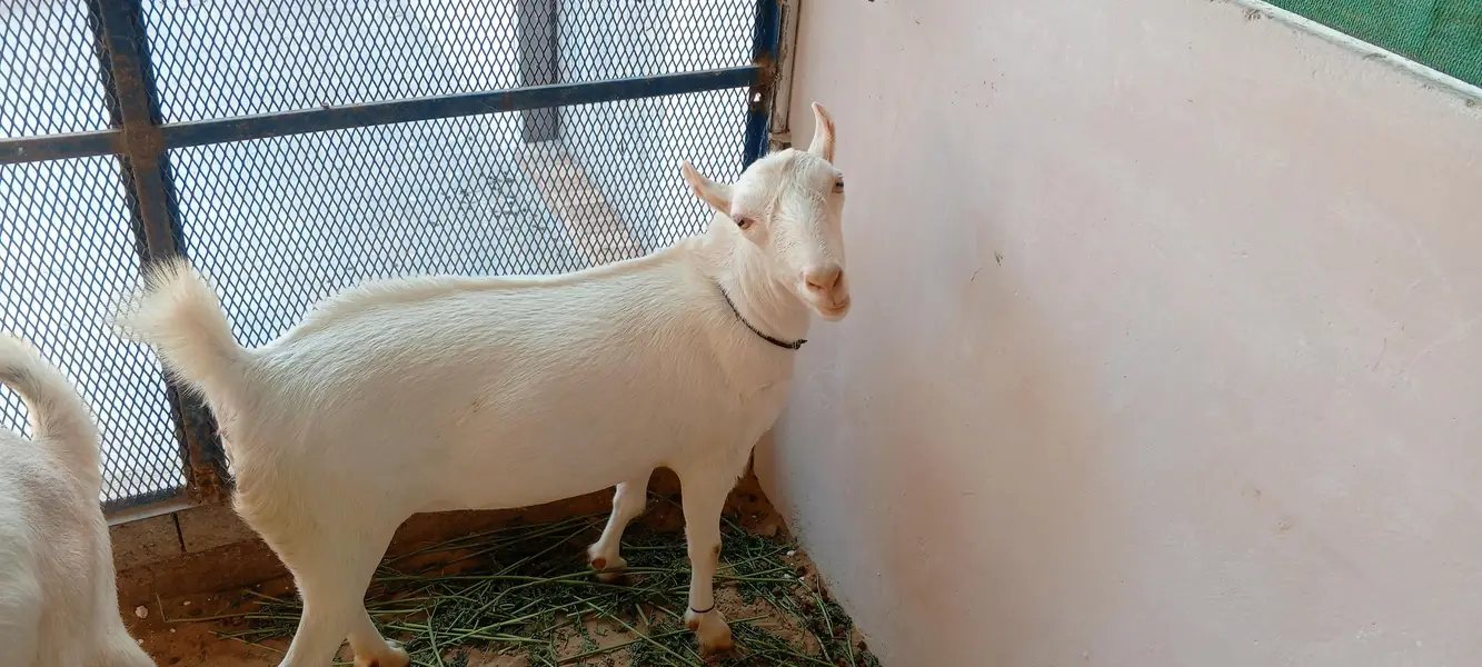 Pointed teddy female 1.5 months gabban — photo 3