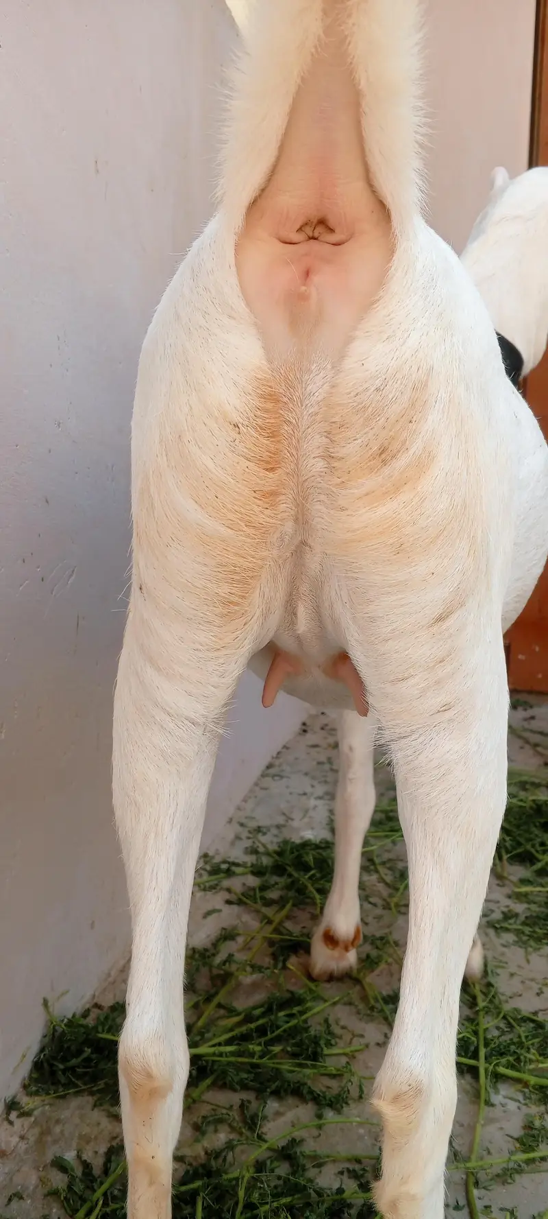 Pointed teddy female 1.5 months gabban — photo 4