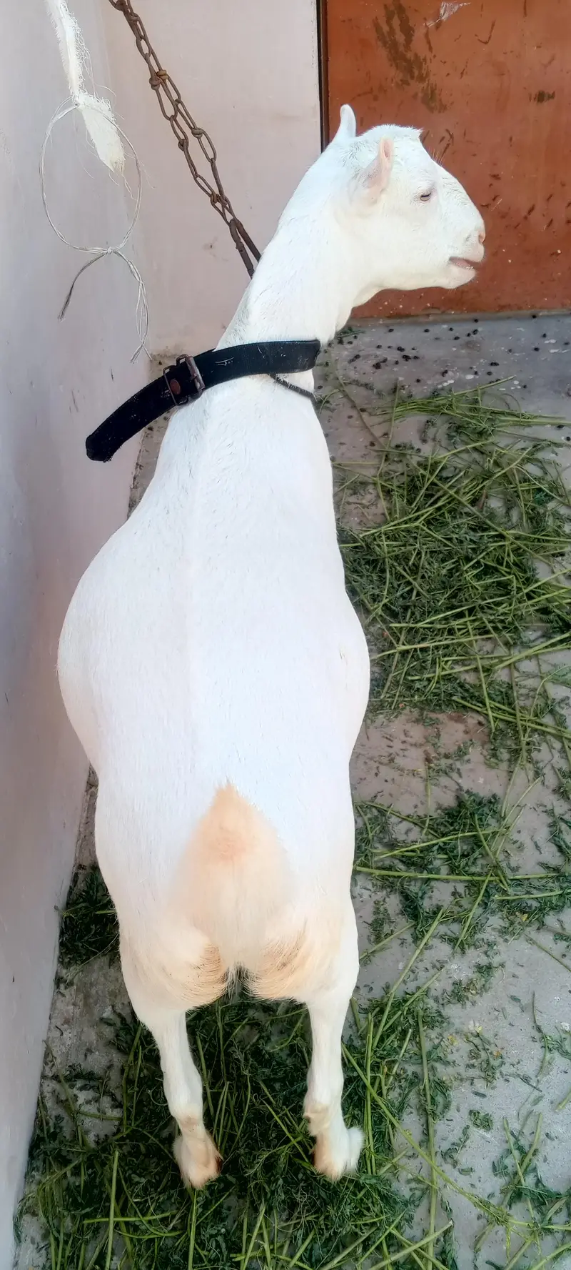 Pointed teddy female 1.5 months gabban — photo 6
