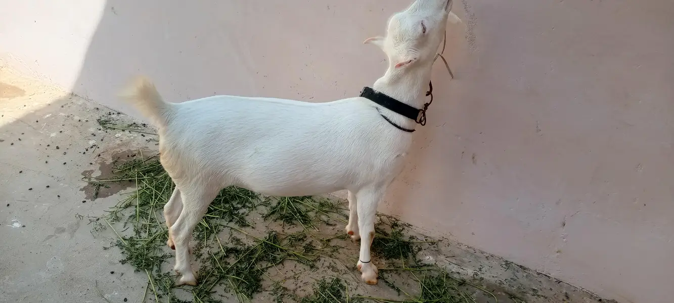 Pointed teddy female 1.5 months gabban — photo 8