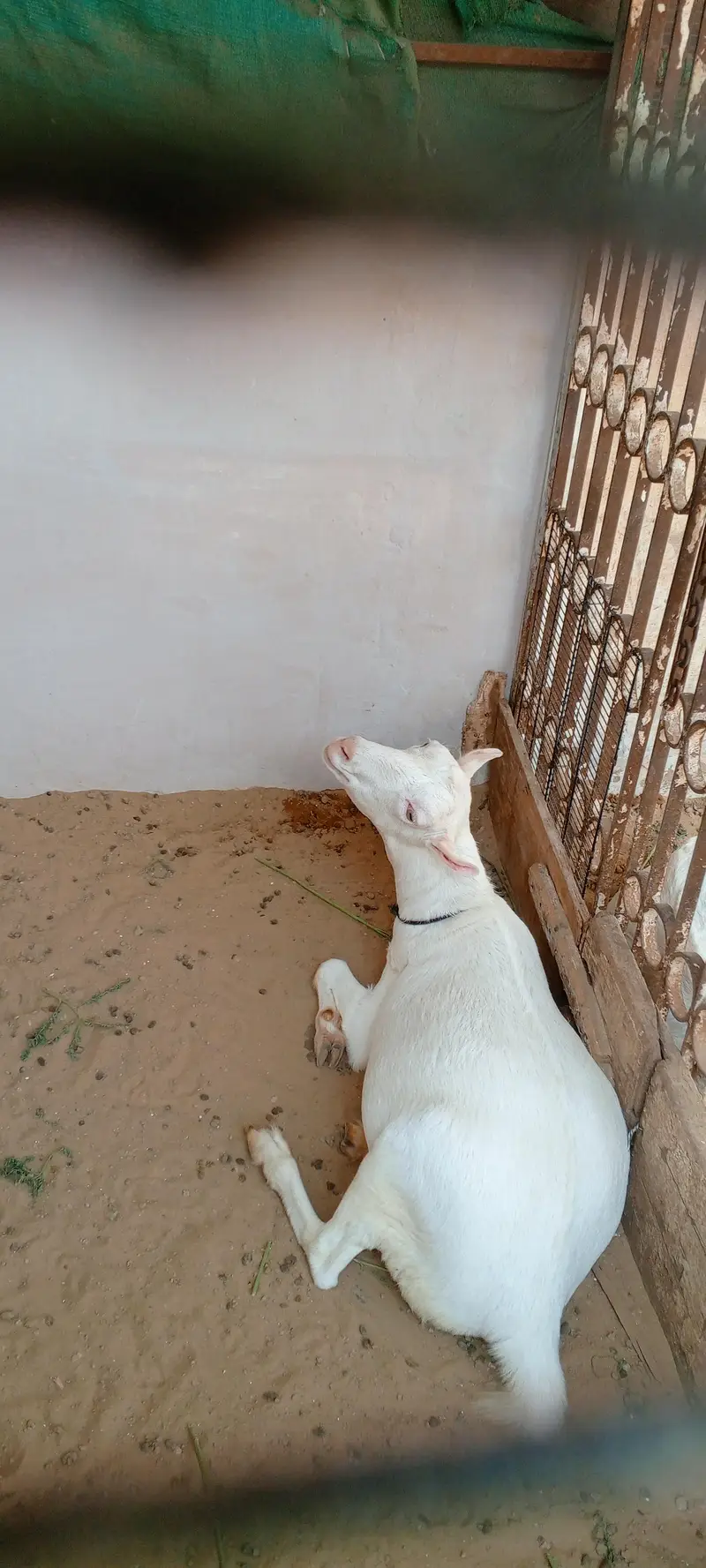 Pointed teddy female 1.5 months gabban — photo 10