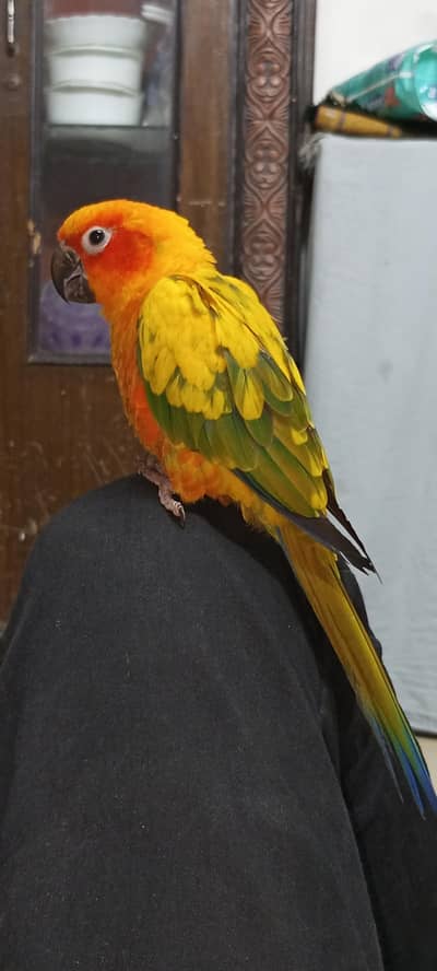 sunconure handtame03308453451