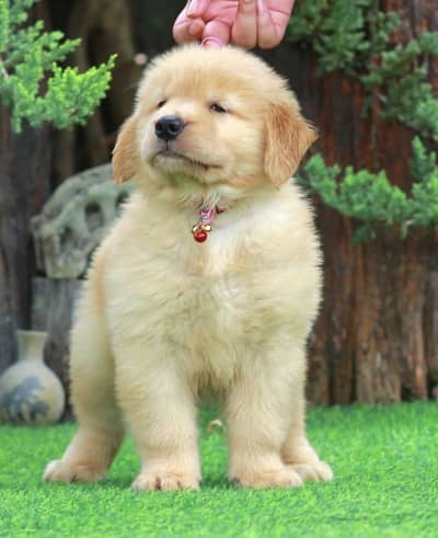 Golden retriver puppy for sale
