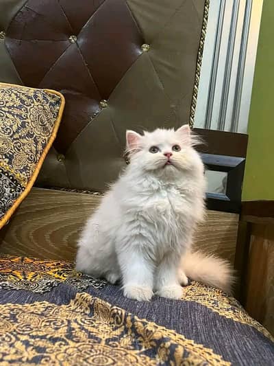 Persian kittens | Persian Cat | 3 Cote | Wtsp 03Í2^me^6762Ö3I