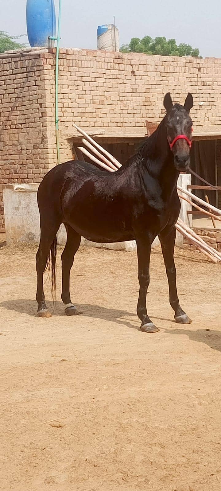 03156571298 2