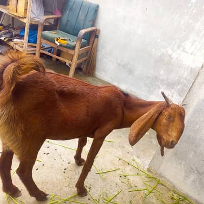 2 Dasi Bakriyan for sale.
