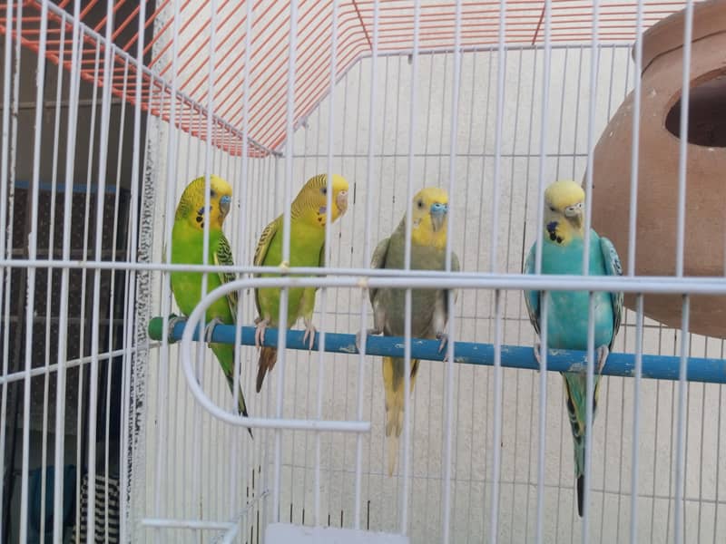 Australian 5