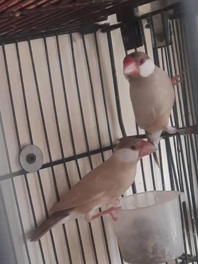 Fawn  java , Red paid dove or boxes