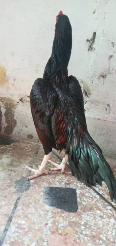 Mushka Aseel03335812821