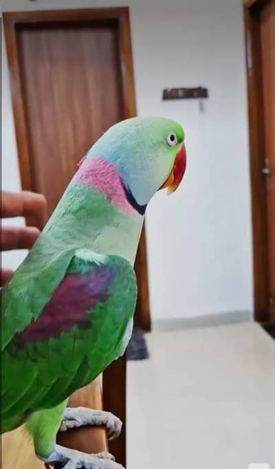 Talking parrots hai  bachpan s gr ka palaa huwa ha