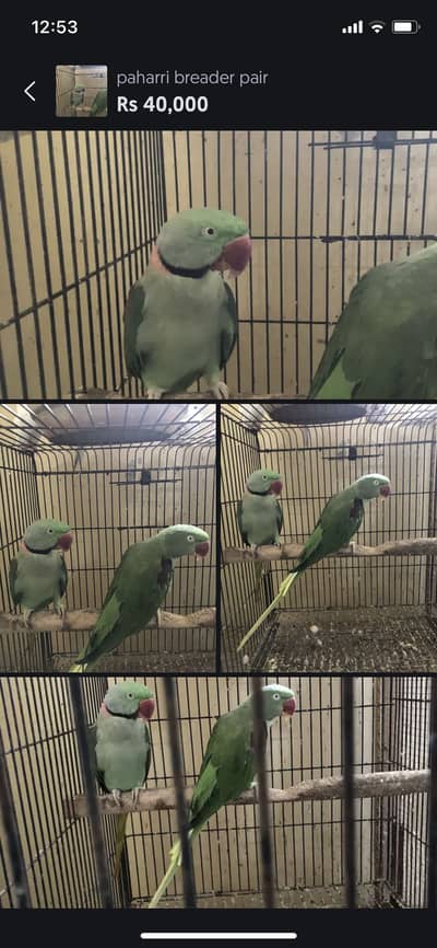 paharri breeder pair