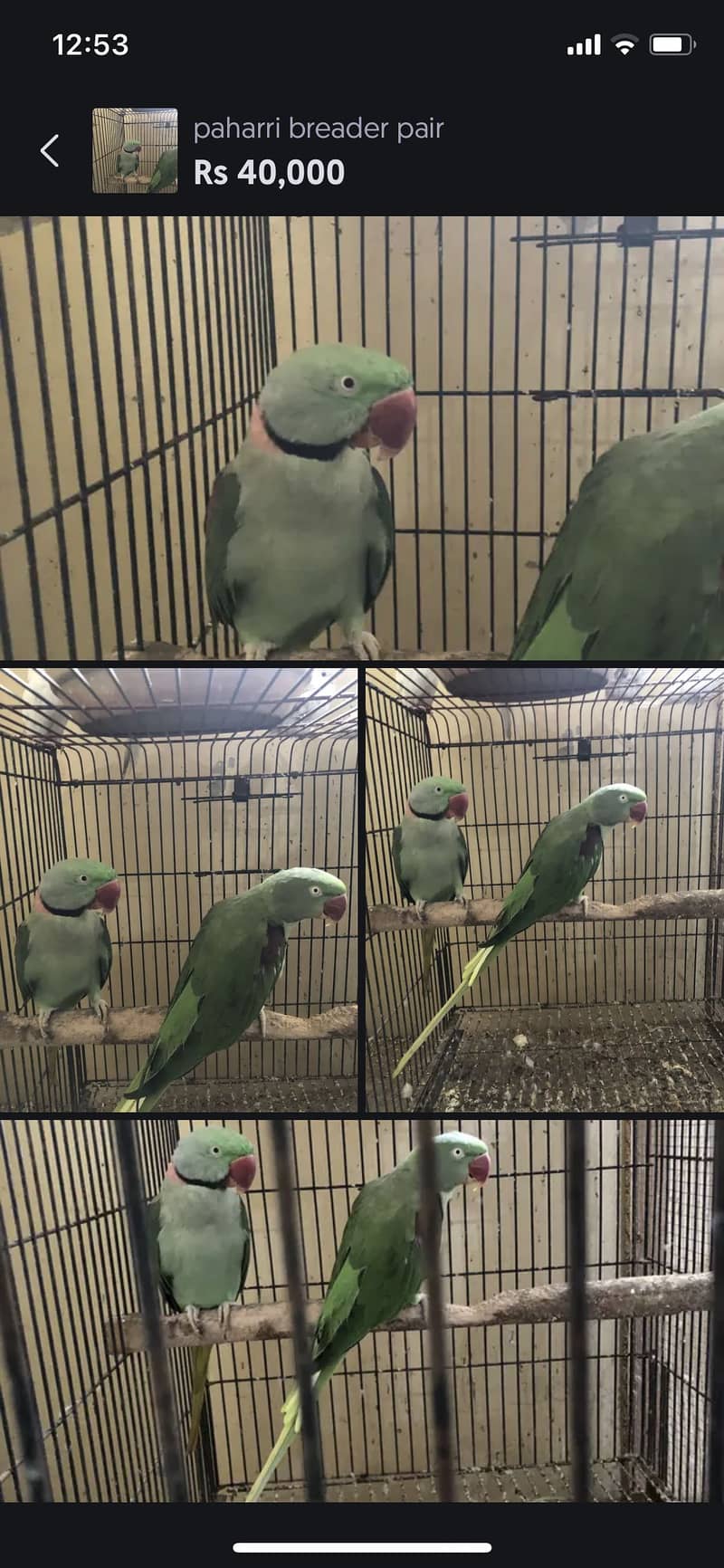 paharri breeder pair 0