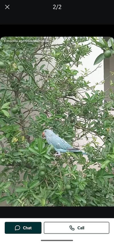 Hand tamed blue parrot up for sale