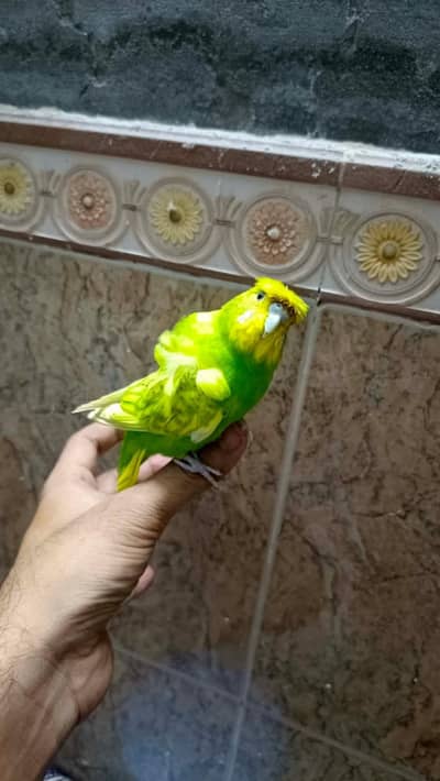 hogoromo double flower helicopter budgies