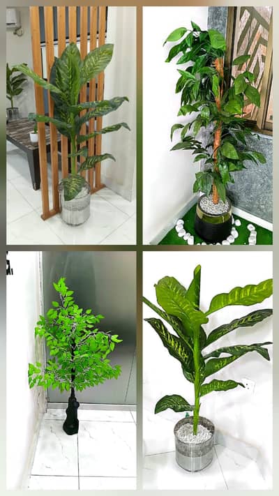 Premium Indoor Decorative Plants & Planter