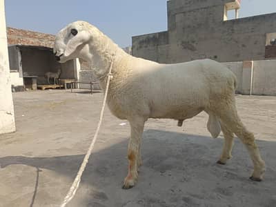 bota 2 dant