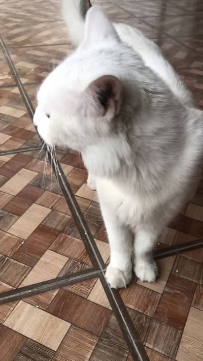 Male White Persian Cat