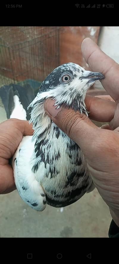 Pigeons available Goly