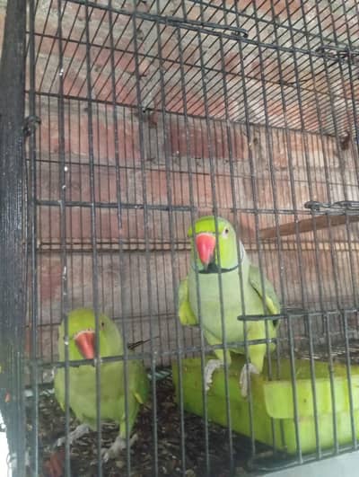 Green Talking Parrot Breeder Pair for Sale _ 03034045300
