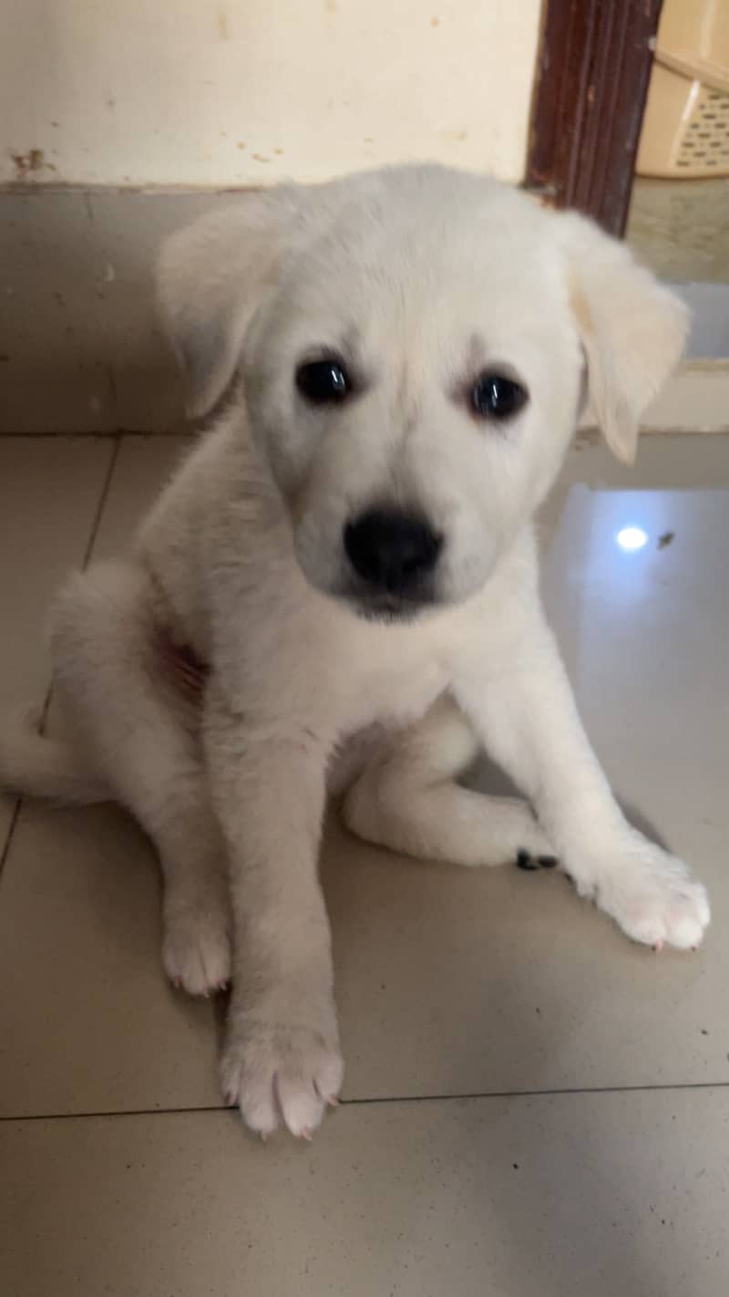 Apple headLABRADOR 1