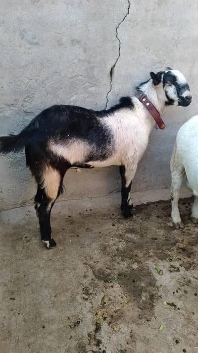 Barbari galmora male 2 dant