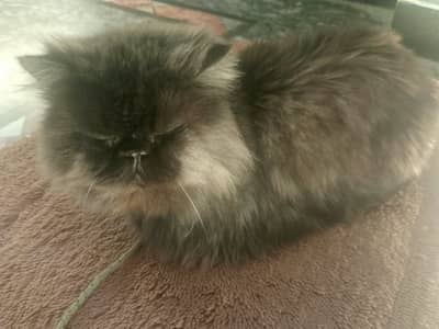 Triple coat Persian punch face female