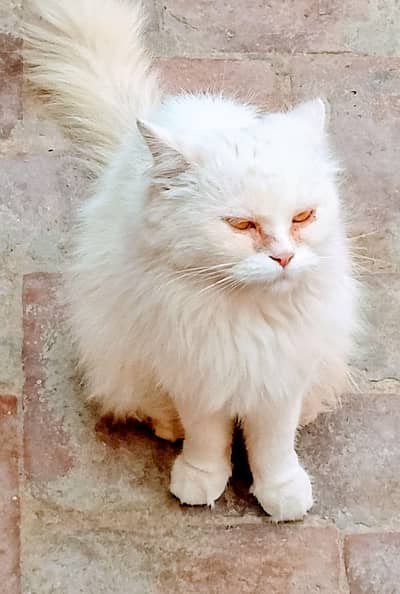 Title: Beautiful White Cat  | Cute & Fluffy Cat #shorts