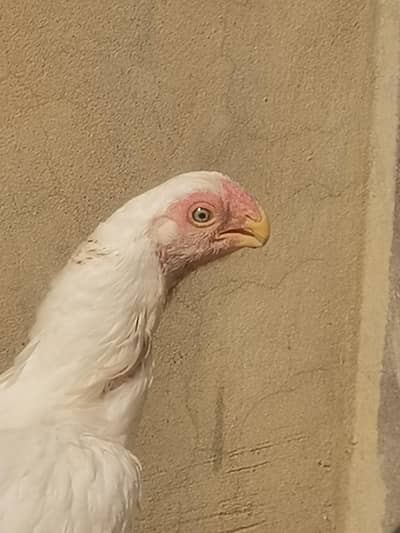 Parrot beak/Thai/cheena/Aseel Murga/shamoo/black Murga/thai aseel