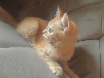 Persian kitten male for sale