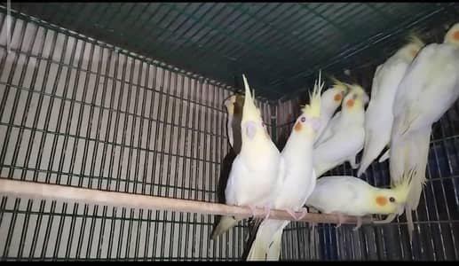 Common white Red Eyes pair and Gray yellow face male X cheery female