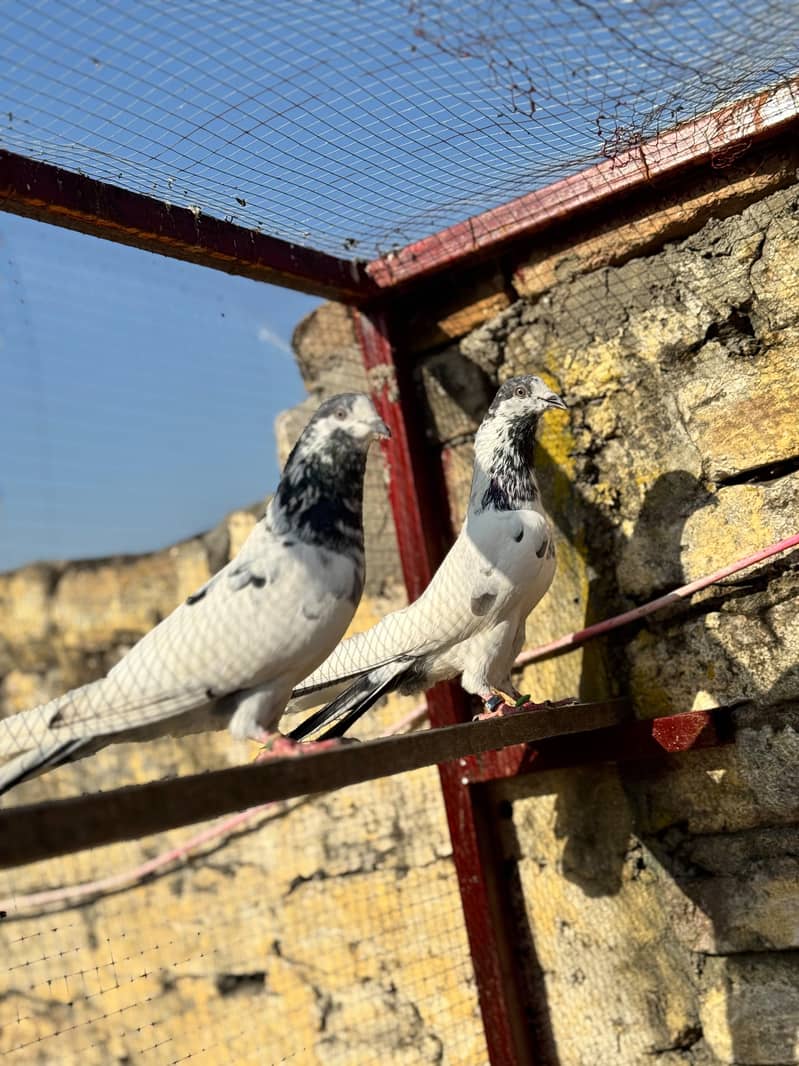سیالکوٹی bateray 2